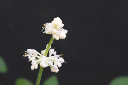 ミョウガの花